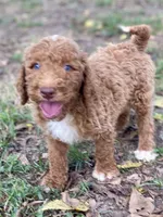 Knox, a male Goldendoodle for sale in Canon, GA – 5 of 8