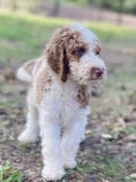 Kinsley , a female Goldendoodle for sale in Canon, GA – 6 of 9