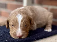 Dylan (tuxedo), a male Goldendoodle for sale in Canon, GA – Photo 5 of 7