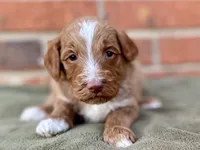Dylan (tuxedo), a male Goldendoodle for sale in Canon, GA – Photo 1 of 7