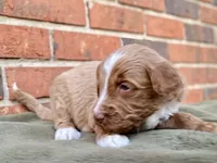 Dylan (tuxedo), a male Goldendoodle for sale in Canon, GA – Photo 7 of 7