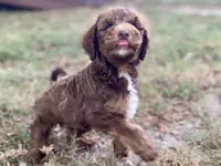 Isaac (sable), a male Goldendoodle for sale in Canon, GA – 2 of 9