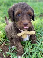 Isaac (sable), a male Goldendoodle for sale in Canon, GA – 4 of 9