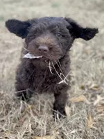 Holly (chocolate), a female Goldendoodle for sale in Canon, GA – Photo 10 of 10