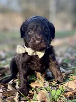 Holly (chocolate), a female Goldendoodle for sale in Canon, GA – Photo 3 of 10