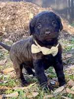 Holly (chocolate), a female Goldendoodle for sale in Canon, GA – Photo 6 of 10