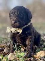 Holly (chocolate), a female Goldendoodle for sale in Canon, GA – Photo 5 of 10