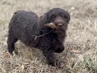 Holly (chocolate), a female Goldendoodle for sale in Canon, GA – Photo 8 of 10