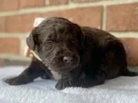 Holly (chocolate), a female Goldendoodle for sale in Canon, GA – Photo 4 of 10