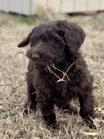 Holly (chocolate), a female Goldendoodle for sale in Canon, GA – Photo 9 of 10