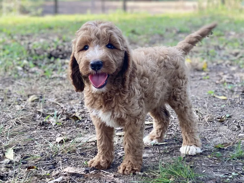 Kennedy – Goldendoodle puppy for sale in Canon, GA