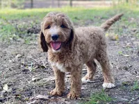 Kennedy, a female Goldendoodle for sale in Canon, GA – 1 of 7