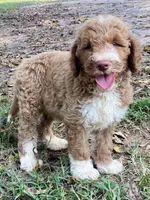 Kade (tuxedo), a male Goldendoodle for sale in Canon, GA – 9 of 10