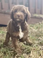 Isaac (sable), a male Goldendoodle for sale in Canon, GA – 7 of 9