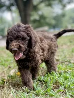 Joy chocolate, a female Goldendoodle for sale in Canon, GA – 5 of 8