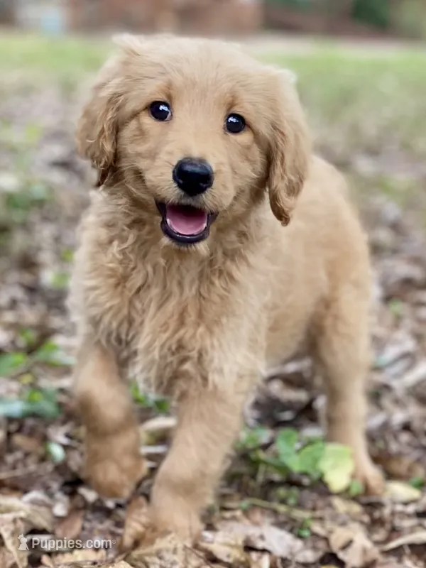 Lark – Goldendoodle puppy for sale in Canon, GA
