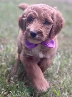 Harper, a female Goldendoodle for sale in Canon, GA – 8 of 10