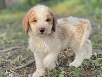 Kate, a female Goldendoodle for sale in Canon, GA – 4 of 7
