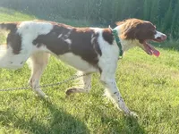 Buck, a male Brittany for sale in Canon, GA – 6 of 10