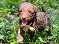 Isaac (sable), a male Goldendoodle for sale in Canon, GA – 8 of 9