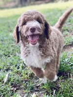 Kade (tuxedo), a male Goldendoodle for sale in Canon, GA – 5 of 10