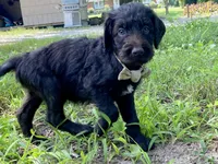Garrett chocolate F1bb, a male Goldendoodle for sale in Canon, GA – 6 of 7