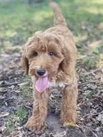 Harper, a female Goldendoodle for sale in Canon, GA – 4 of 7