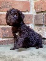 Graham F1bb, a male Goldendoodle for sale in Canon, GA – 4 of 5