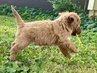 Ford, a male Goldendoodle for sale in Canon, GA – 8 of 9