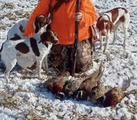 Buck, a male Brittany for sale in Canon, GA – 9 of 10