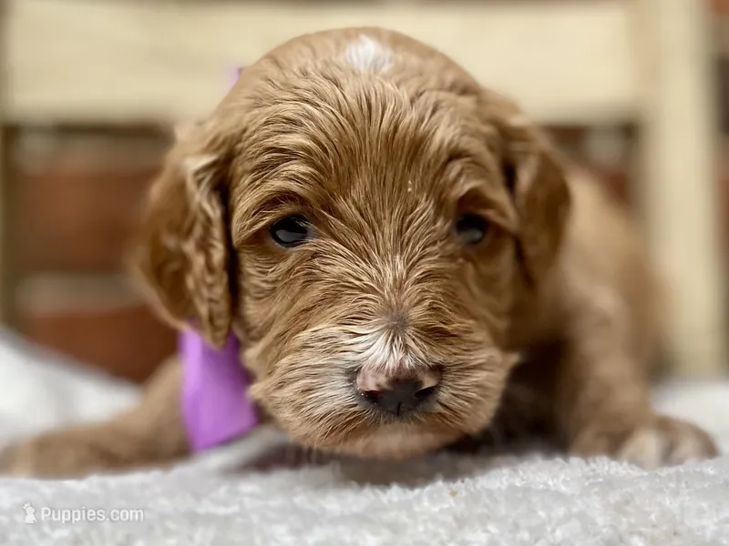 Harper – Goldendoodle puppy for sale in Canon, GA