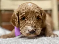 Harper, a female Goldendoodle for sale in Canon, GA – 1 of 3