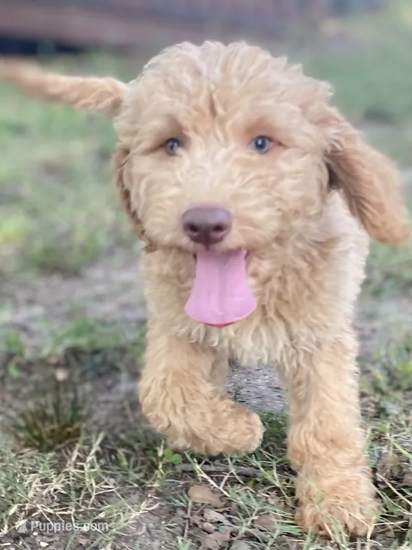 Ian – Goldendoodle puppy for sale in Canon, GA