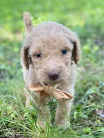 Ian, a male Goldendoodle for sale in Canon, GA – 6 of 10