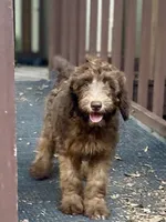 Isaac (sable), a male Goldendoodle for sale in Canon, GA – 8 of 10