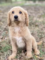 Lana, a female Goldendoodle for sale in Canon, GA – 2 of 7