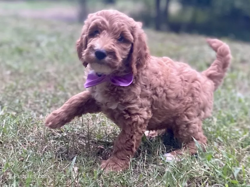 Harper – Goldendoodle puppy for sale in Canon, GA