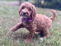 Harper, a female Goldendoodle for sale in Canon, GA – 3 of 10