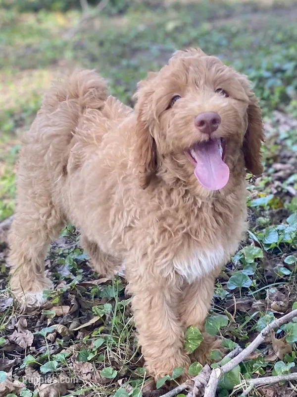 Ivy – Goldendoodle puppy for sale in Canon, GA