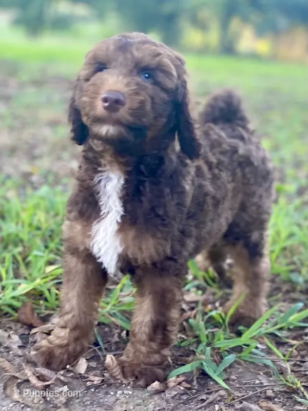 Isaac (sable) – Goldendoodle puppy for sale in Canon, GA