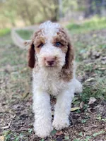 Kinsley , a female Goldendoodle for sale in Canon, GA – 3 of 9