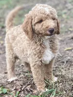 Jude, a male Goldendoodle for sale in Canon, GA – 4 of 7
