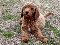 Dax, a male Goldendoodle for sale in Canon, GA – Photo 4 of 7