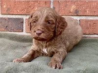 Dixie, a female Goldendoodle for sale in Canon, GA – Photo 6 of 6