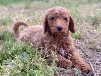 Dax, a male Goldendoodle for sale in Canon, GA – Photo 2 of 7