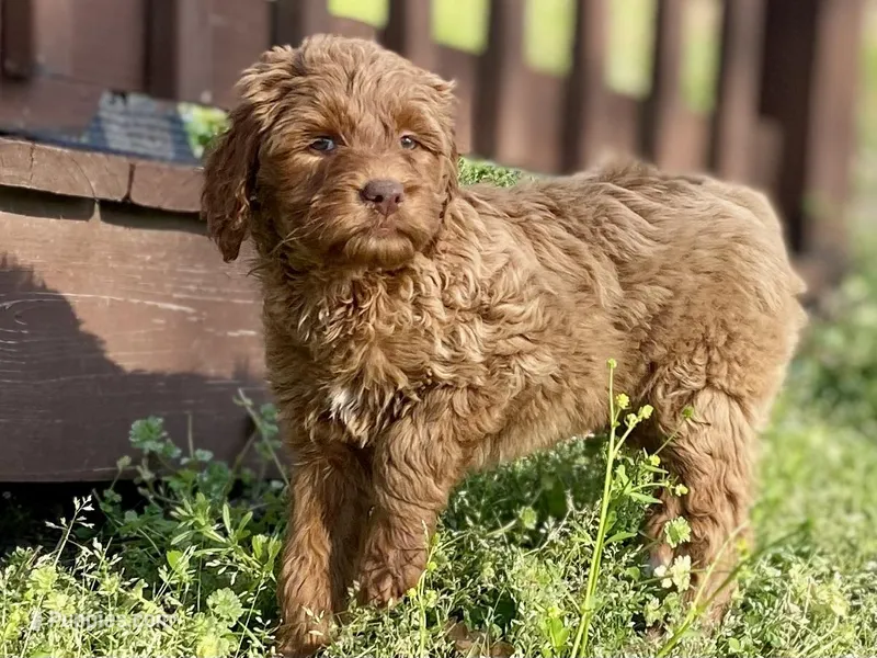 Dixie – Goldendoodle puppy for sale in Canon, GA