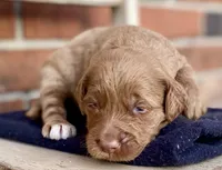 Dixie, a female Goldendoodle for sale in Canon, GA – Photo 4 of 6