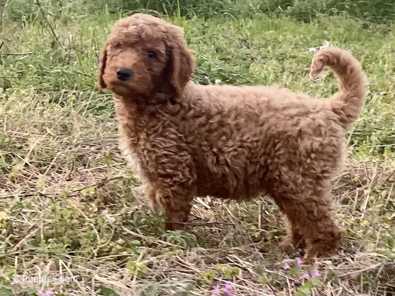 Dax – Goldendoodle puppy for sale in Canon, GA