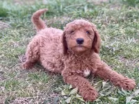 Dax, a male Goldendoodle for sale in Canon, GA – Photo 5 of 7