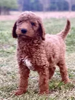 Dax, a male Goldendoodle for sale in Canon, GA – Photo 3 of 7